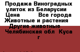 Продажа Виноградных улиток из Беларусии › Цена ­ 250 - Все города Животные и растения » Другие животные   . Челябинская обл.,Куса г.